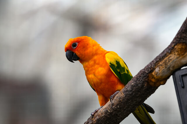 コガネメキシコインコの平均寿命は?性格、長生きする飼い方のコツも解説のサムネイル画像